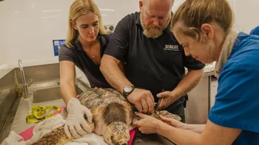 Auckland Zoo Sea Life Kt Sea Turtles Check Up 250221 210 128