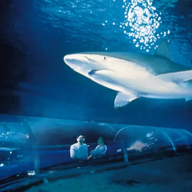 Shark Montage
