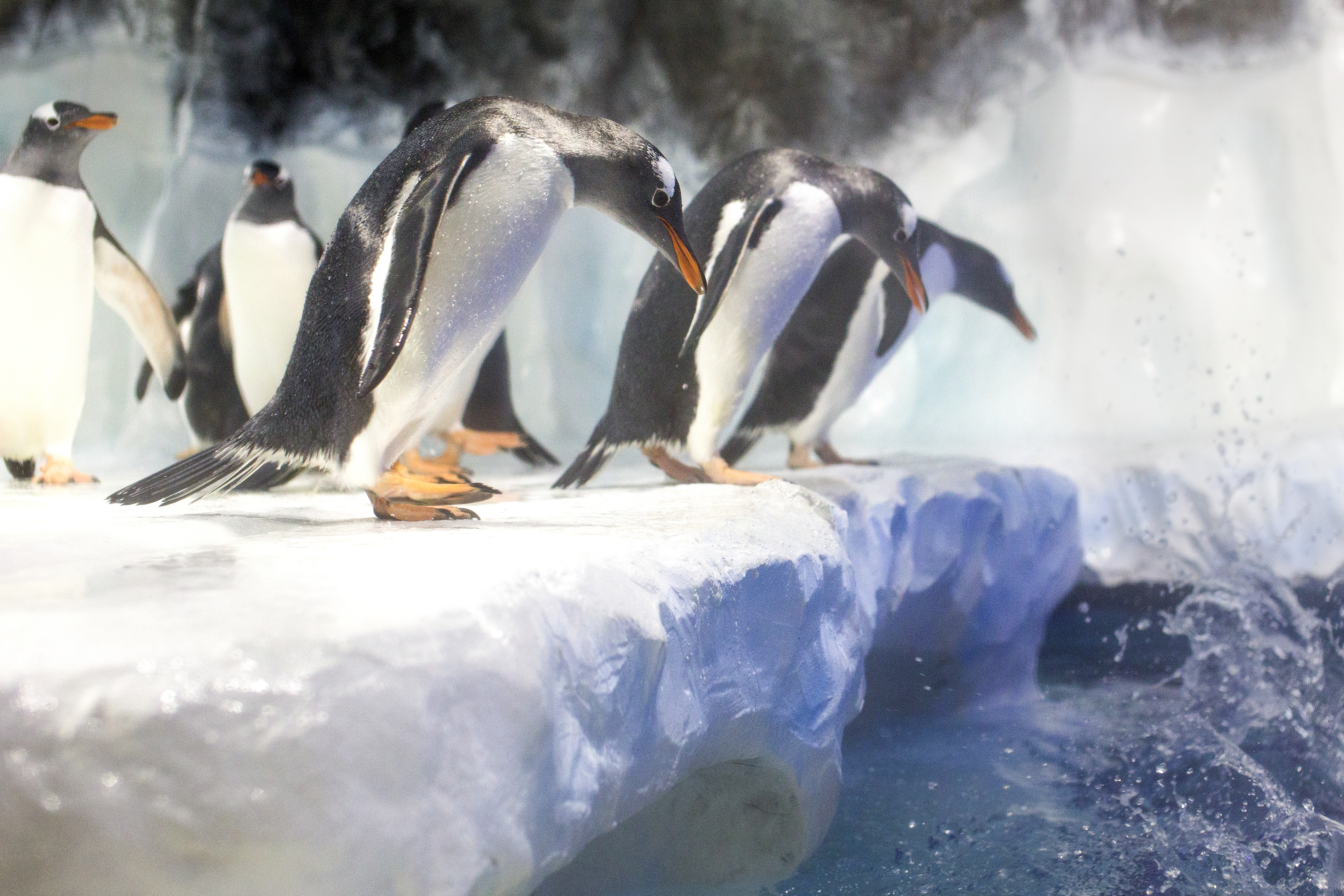 6496 SEALIFE Penguins 06 RKP