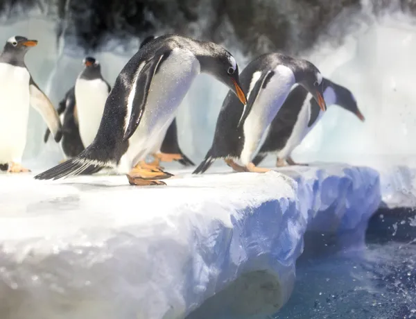 6496 SEALIFE Penguins 06 RKP