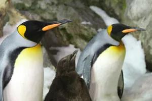 King chick with parents