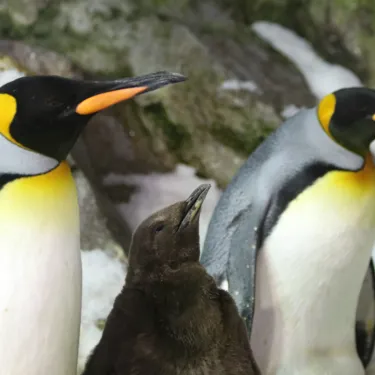 King chick with parents