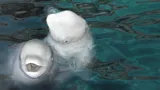 Sea Life Trust
