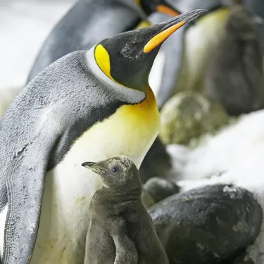 King Penguin and chick at SEA LIFE Kelly Tarlton's