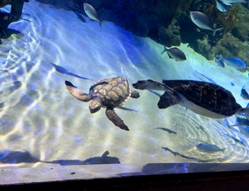 Loggerhead Turtle And Green Sea Turtle Calvin