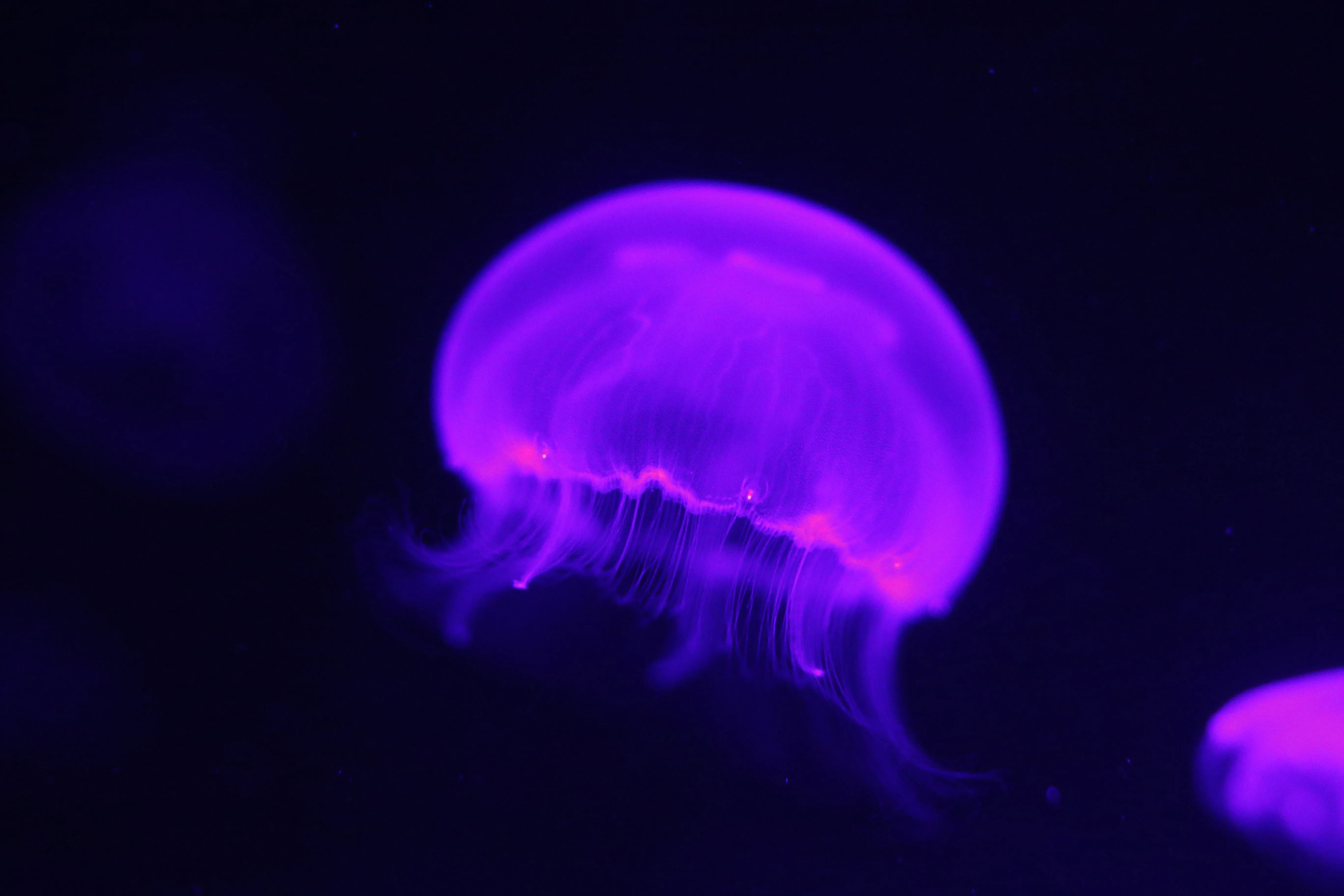 Jellyfish 1