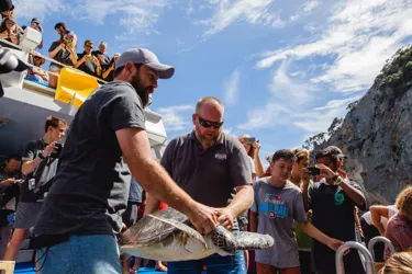 51SLKT Turtlerelease2019