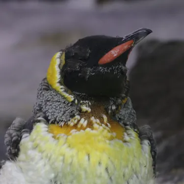 Penguin Moult Oct 21 2