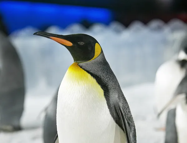 King Penguin at SEA LIFE Kelly Tarlton's