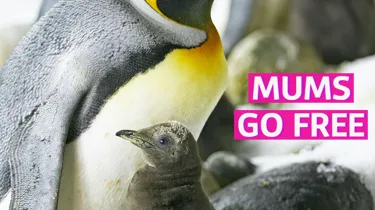 Mums Go Free Social