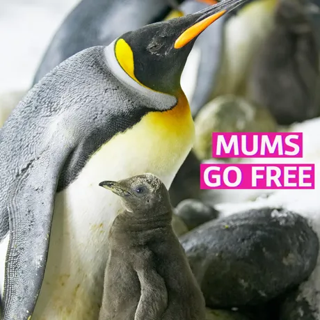 Mums Go Free Social