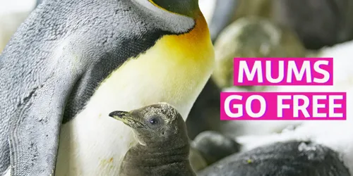 Mums Go Free Social