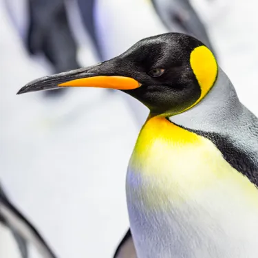 SLKT Penguin Passport 10023