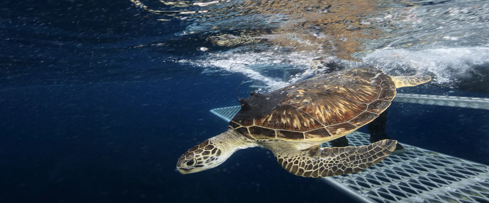 Sea Turtle