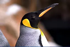 Penguin Close Up