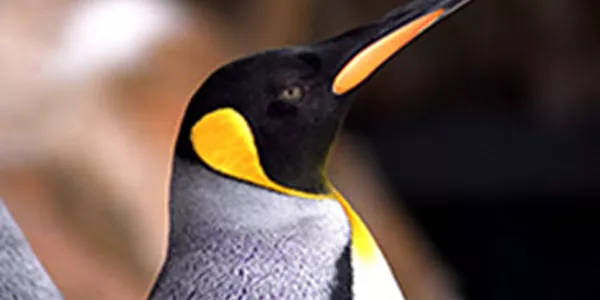 Penguin Close Up