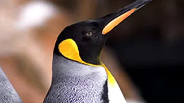 Penguin Close Up
