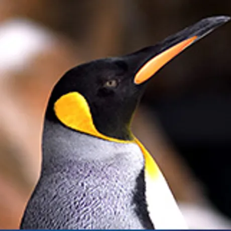 Penguin Close Up
