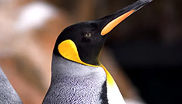 Penguin Close Up
