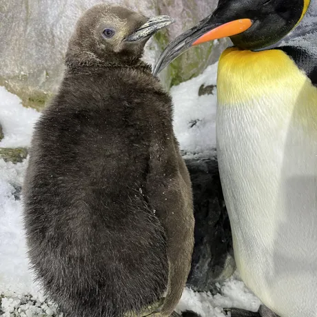 New Chick 2022 Chick Primo