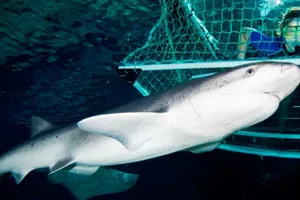 Shark Cage