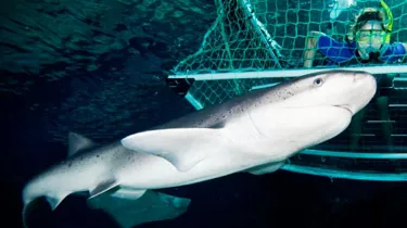 Shark Cage