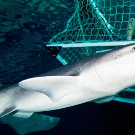 Shark Cage