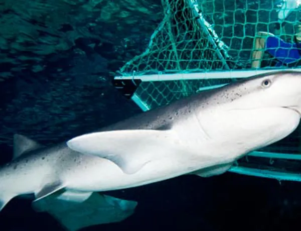 Shark Cage