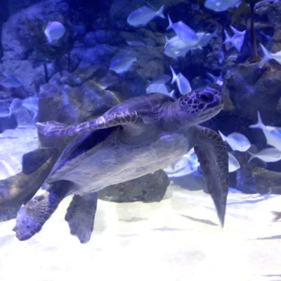 Taka In Turtle Bay 3 (Credit SEA LIFE Kelly Tarlton's)