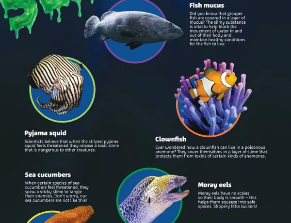 Slime Fact Sheet (1)