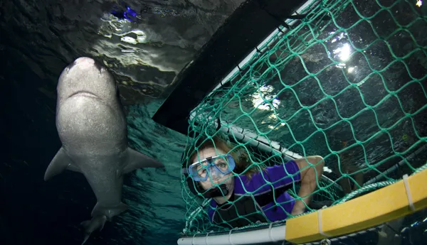 Shark Snorkel Experience
