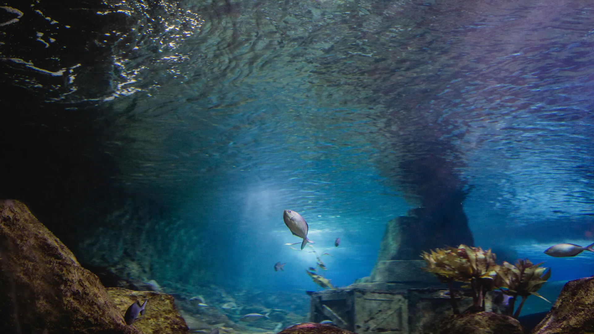 Shipwreck Shores at SEA LIFE Kelly Tarlton's