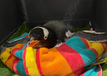 Cardi 1 Update