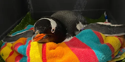 Cardi 1 Update