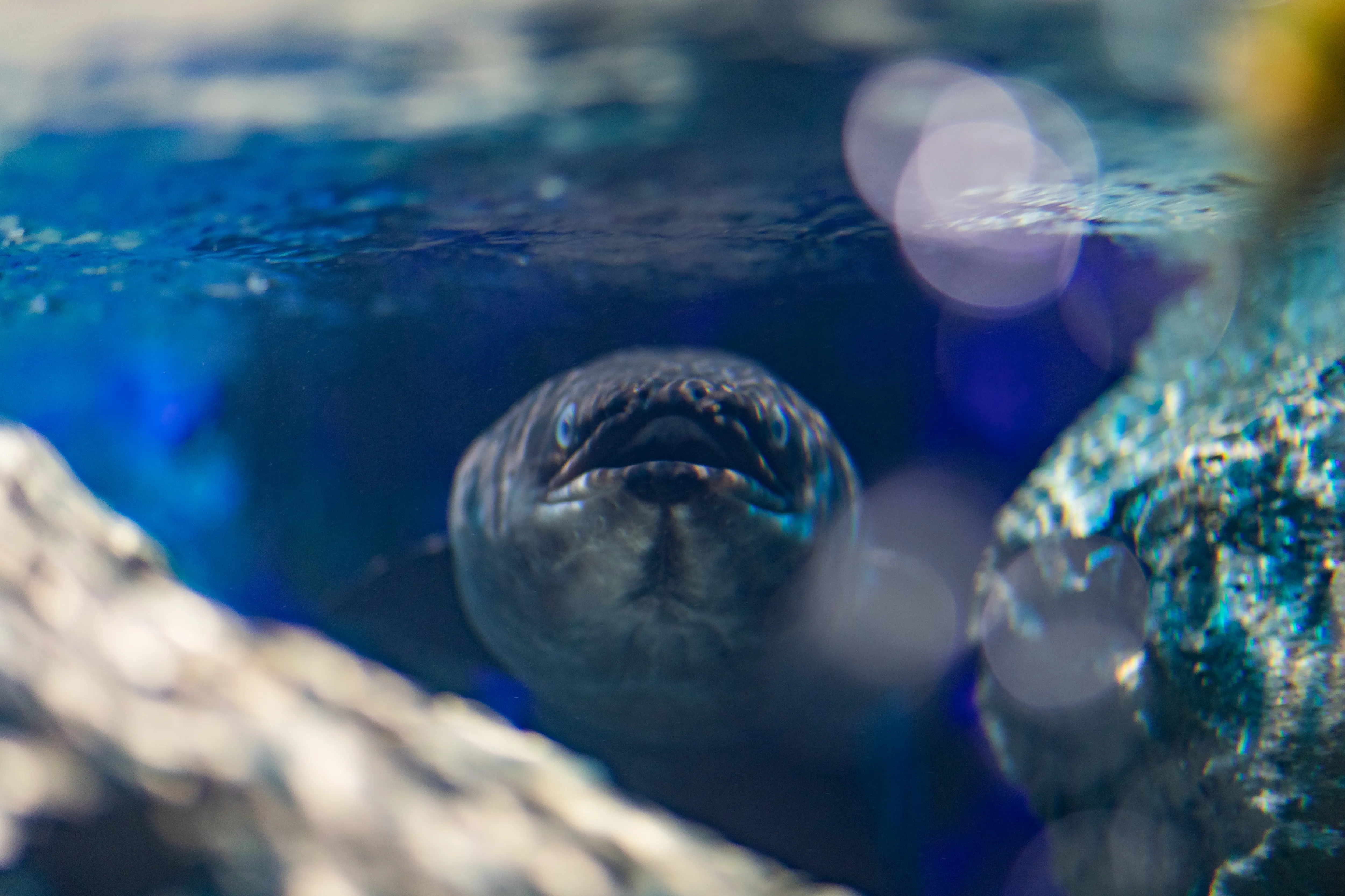 SLKTA Sea Cave Adventure Eel (1)