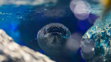 SLKTA Sea Cave Adventure Eel (1)