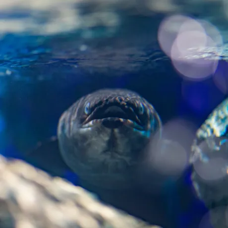 SLKTA Sea Cave Adventure Eel (1)