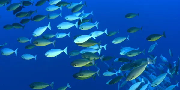 Molokini School Of Fish