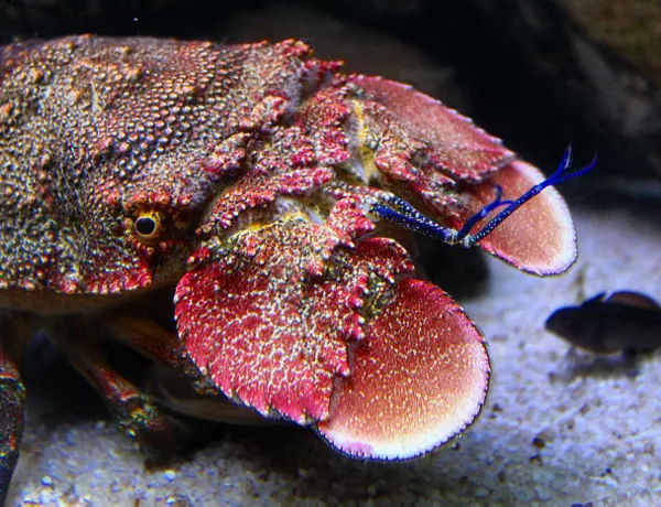 Spanish Lobster