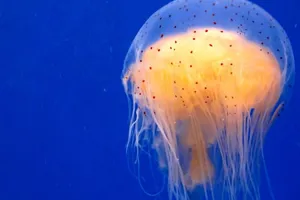 Jellyfish