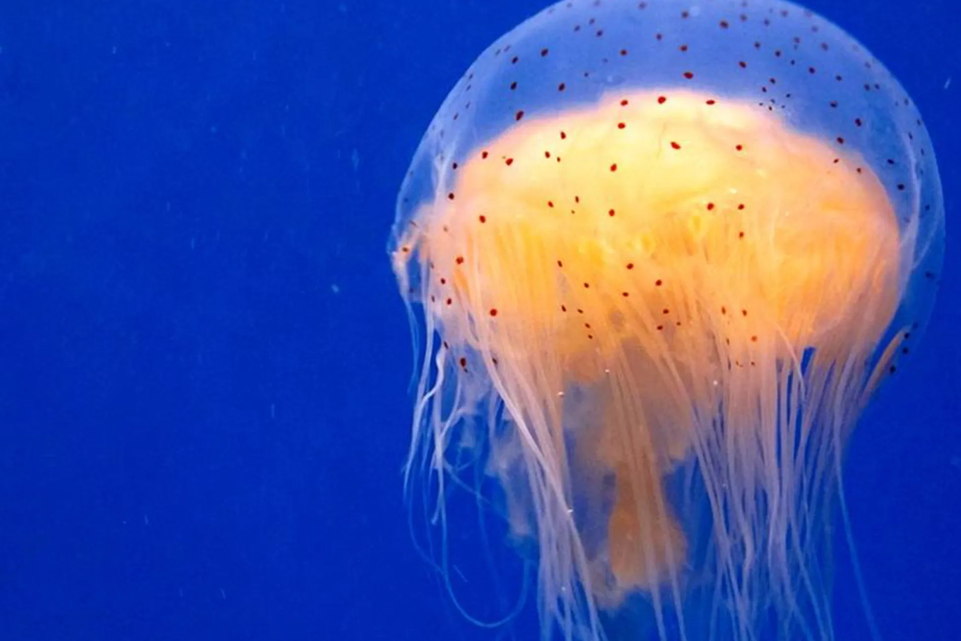 Jellyfish & King Crabs Kelly Tarlton's SEA LIFE Aquarium