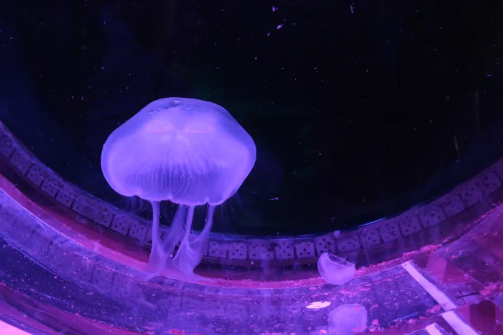 Virtual Experience - SEA LIFE Kelly Tarlton's Aquarium