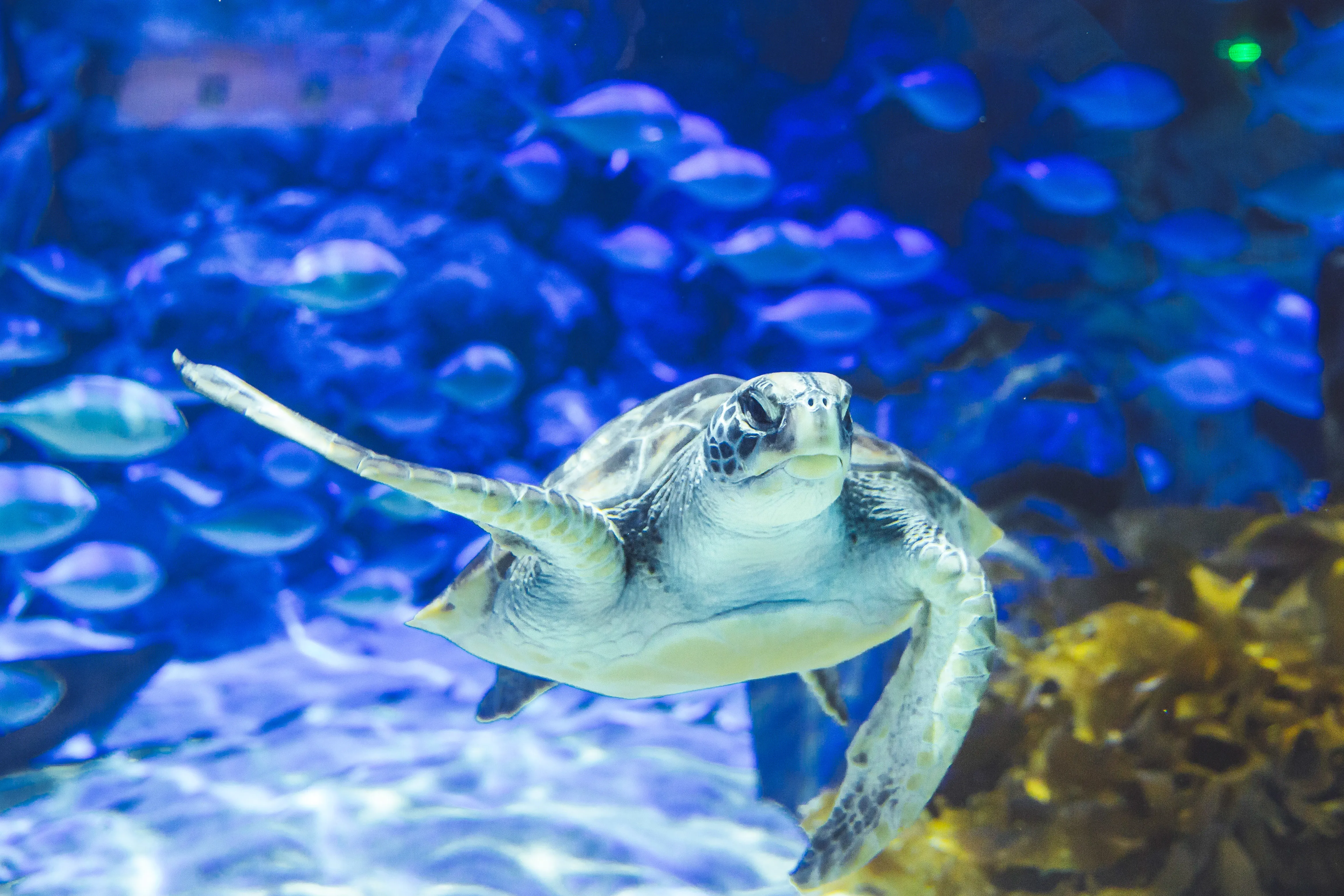 A Green Sea Turtle