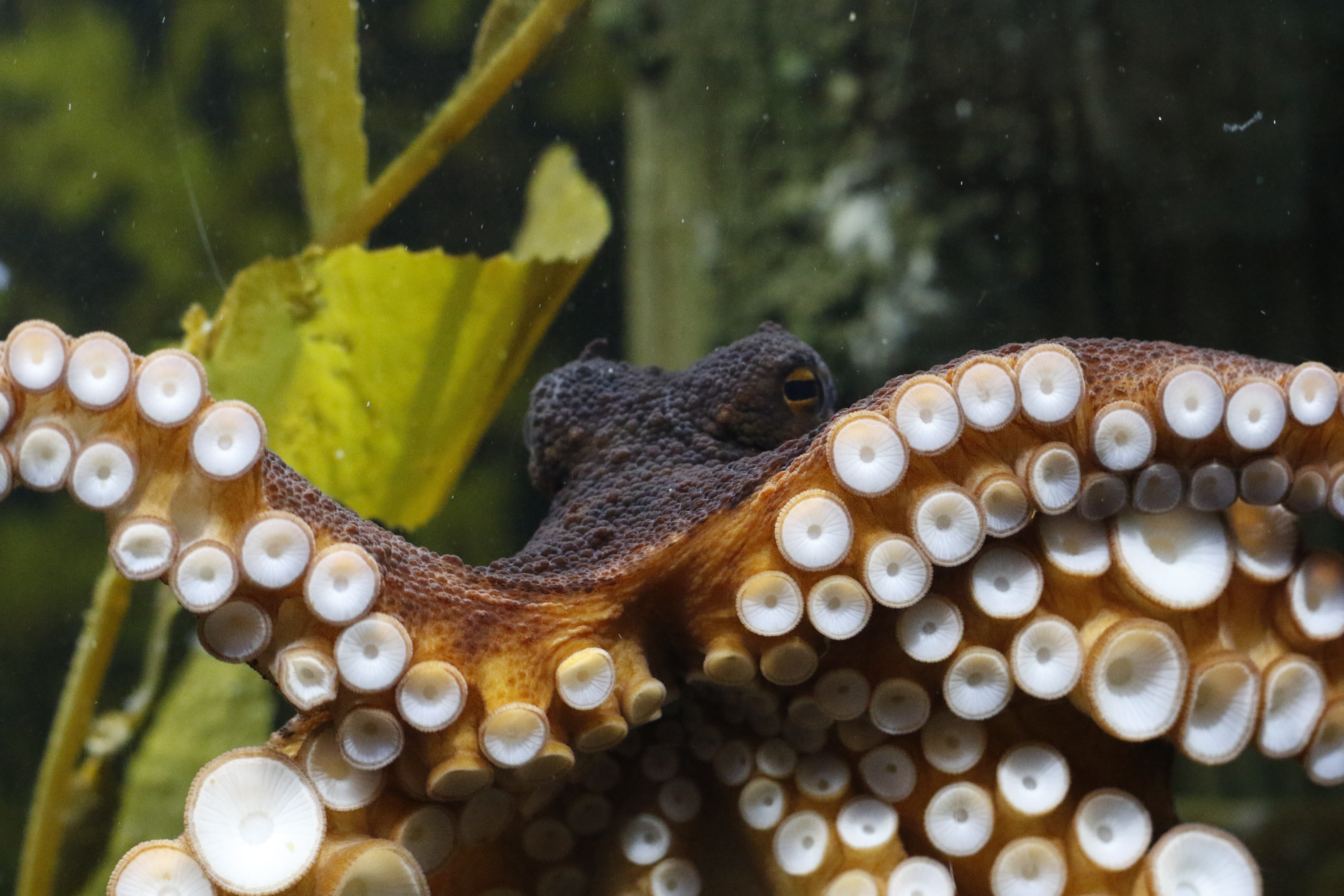 SLKTA Octopus 1