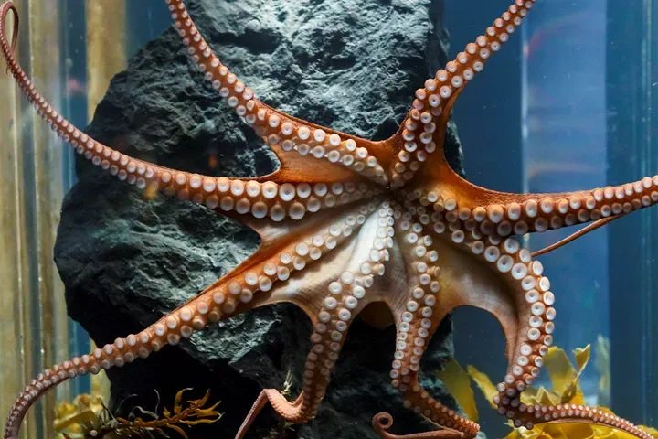 Octopus