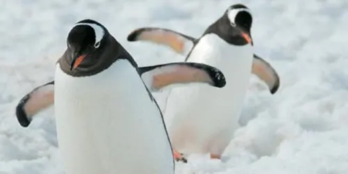 Gentoo 572X289