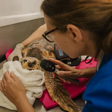 Auckland Zoo Sea Life Kt Sea Turtles Check Up 250221 210 100