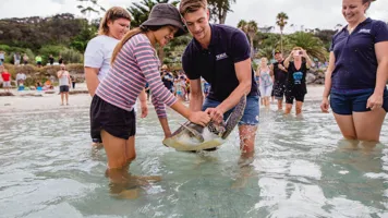 Turtle Release 2020 1400X960