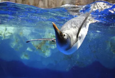 Tarlton King Penguin2 Copy