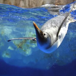 Tarlton King Penguin2 Copy